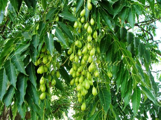  Fruits